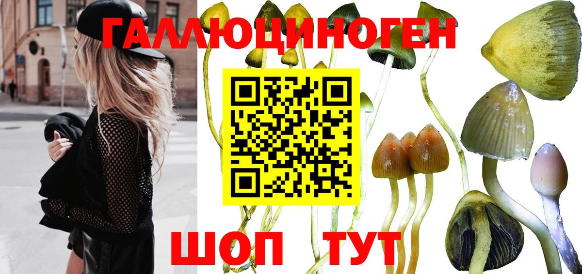 Псилоцибиновые грибы мицелий Горно-Алтайск
